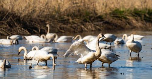 Birds and pond