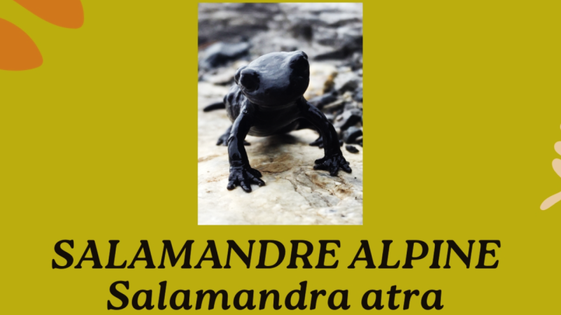 Salamander banner