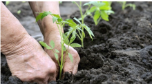 Organic planting