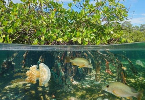 Mangrove view