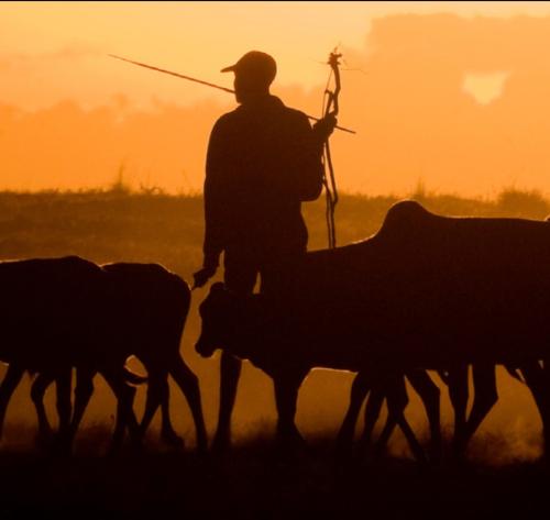 Grazing animals and farmers