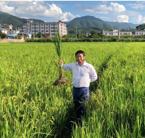 Perennial rice