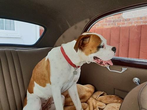 Pebbles the Lancia Backseat Driver